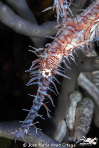 Ornate ghost pipefish or harlequin ghost pipefish, Soleno... by Jose Maria Abad Ortega 